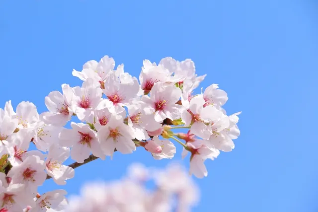宮城石巻樹木葬の桜